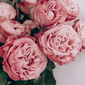 rikonavt-oEWdQsbRVZk-unsplash Gėlių kompozicija su hortenzijomis